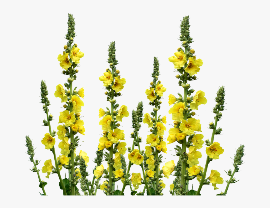 Wild Flowers, Meadow, Wildflo - Wild Flowers Png Transparent, Png Download, Free Download