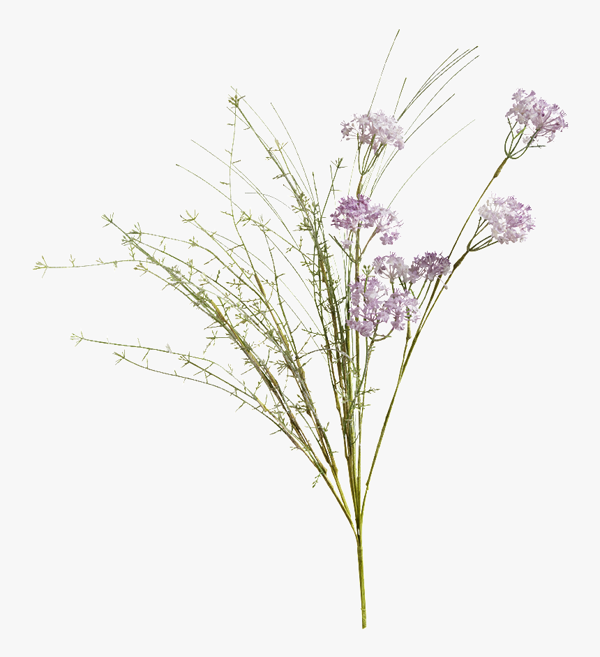 Meadow Flowers Png, Transparent Png, Free Download