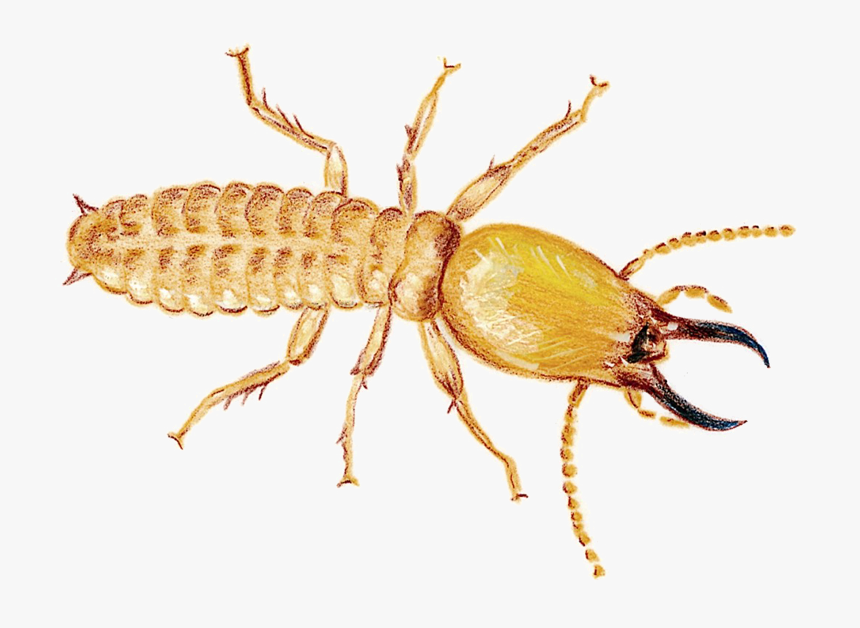 Termite Download Png Image - Termite Transparent Background, Png Download, Free Download