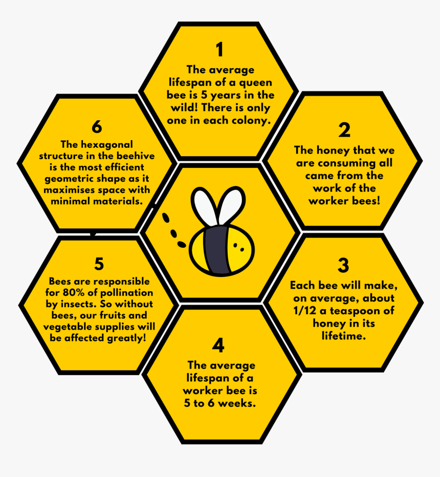 6 Facts About Bees - Diagram Of How Bees Make Honey, HD Png Download, Free Download