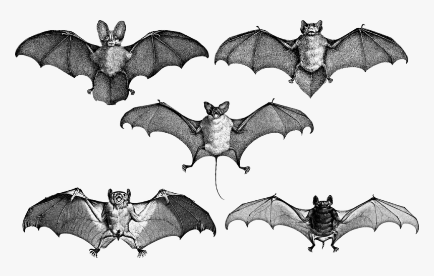 Bats, Wings, Line Art, Flying, Animals, Vintage, Old - Bat, HD Png Download, Free Download