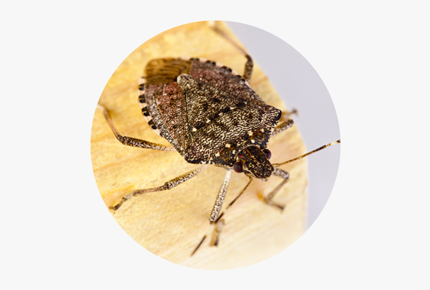 Stink Bugs Stink Bugs Are An Invasive Species That - Stink Bugs Nh, HD Png Download, Free Download