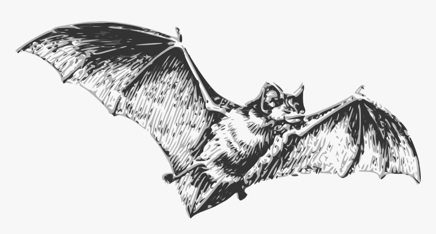 Bat Black And White, HD Png Download, Free Download