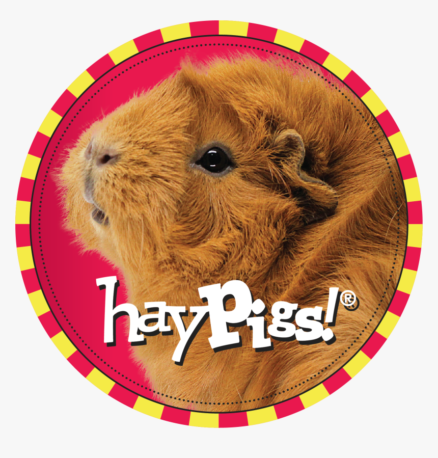 Guinea Pig Hay Pigs, HD Png Download, Free Download