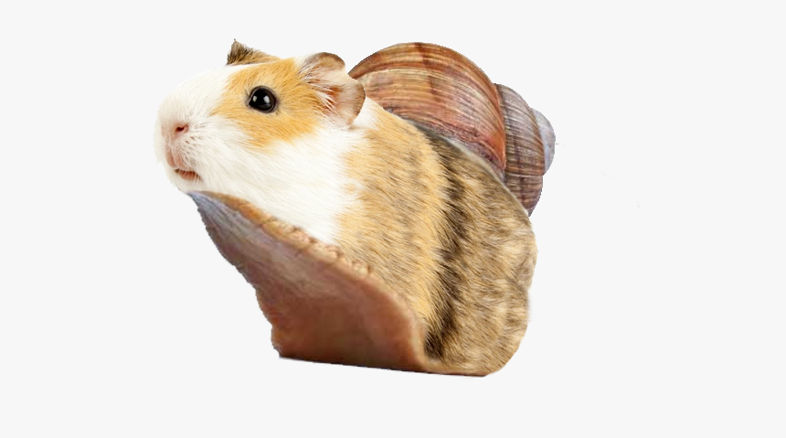Guinea Pig And Snail, HD Png Download, Free Download
