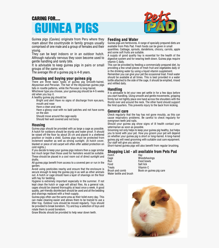 Pet Rat Information Sheet, HD Png Download, Free Download