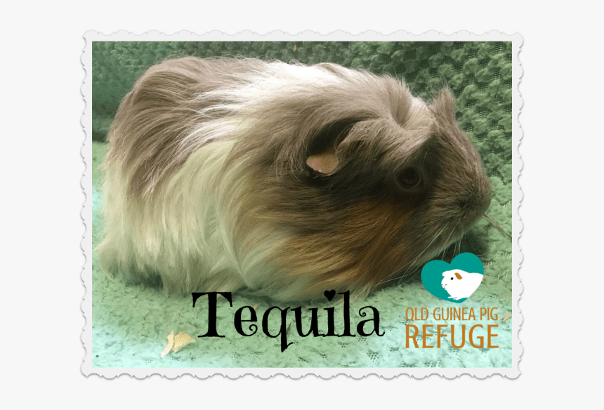 Guinea Pig, HD Png Download, Free Download