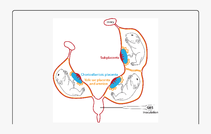 Pregnant Guinea Pig Anatomy, HD Png Download, Free Download