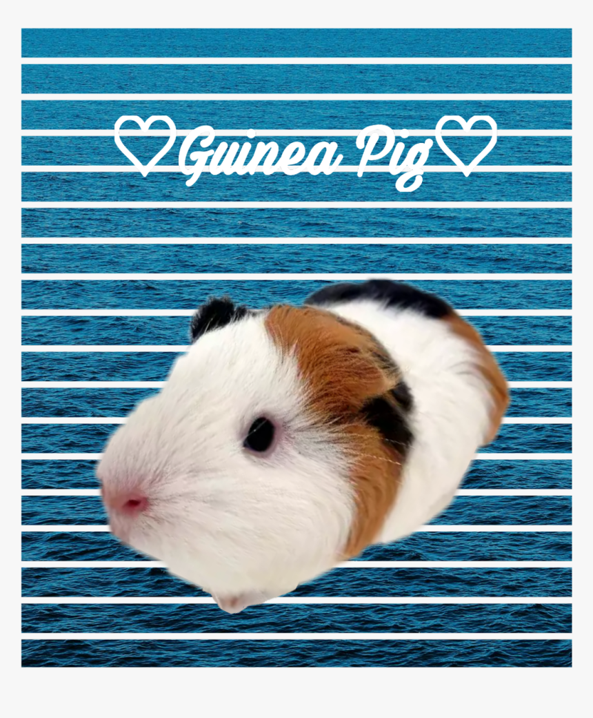 ##guinea Pig #remix #sea #remixit - Guinea Pig, HD Png Download, Free Download