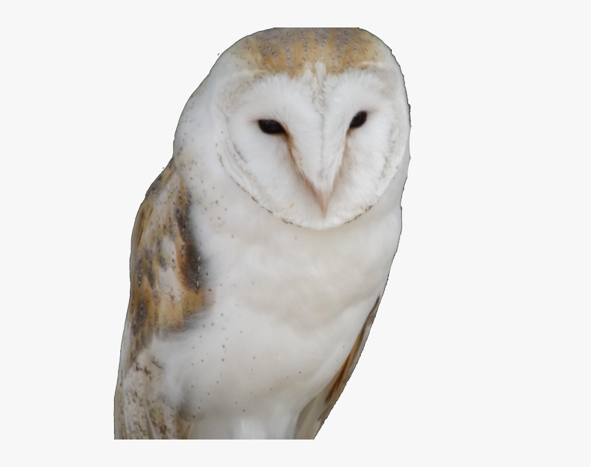 Owl Trademark Attorney Florida - Snowy Owl, HD Png Download, Free Download