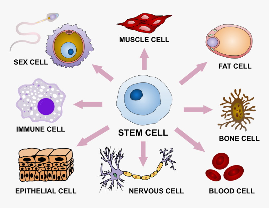 Types Of Stem Cells, HD Png Download, Free Download