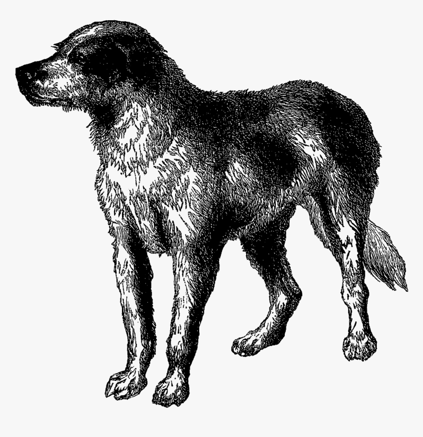 Vintage Dog Breed Boarhound Digital Download Animal - Natural Dog Clipart, HD Png Download, Free Download