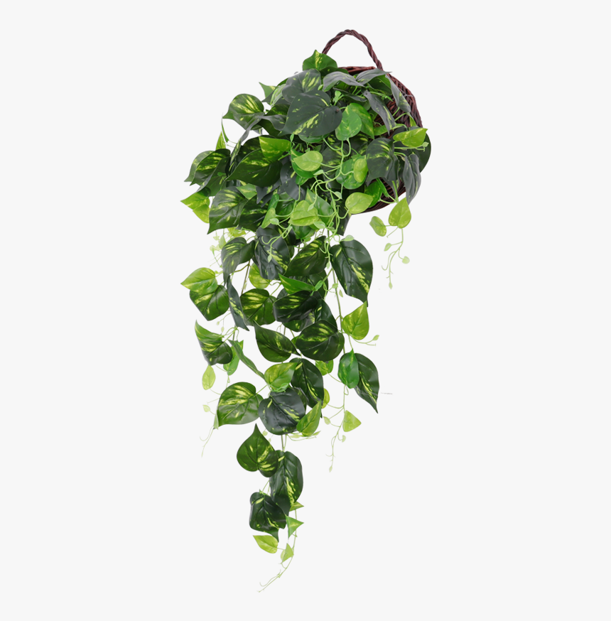Hanging Plants Indoor Png, Transparent Png, Free Download