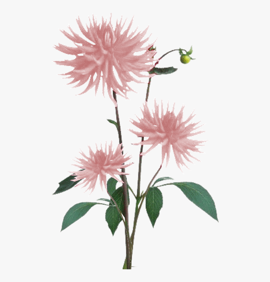 Aster Png, Transparent Png, Free Download