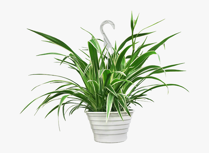 Transparent Hanging Spider Png - Tasmanian Flax-lily, Png Download, Free Download