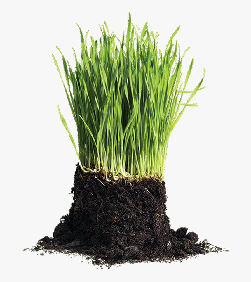 Lawn Png, Transparent Png, Free Download