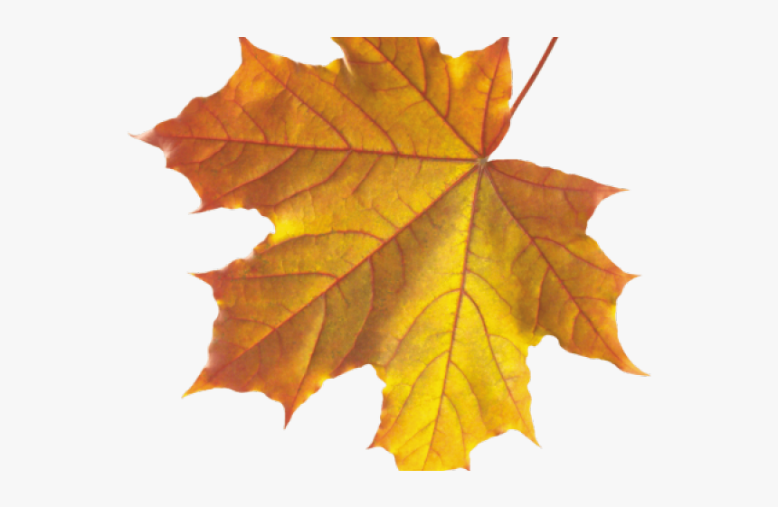 Autumn Leaves Clipart Emoji - Autumn Leaf Png, Transparent Png, Free Download