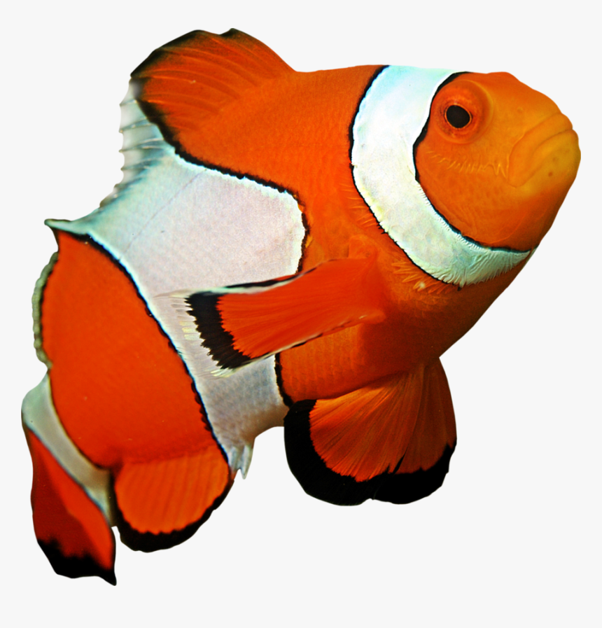 Ocellaris Clownfish Coral Reef Sea Anemone - Close Up Of A Clown Fish, HD Png Download, Free Download