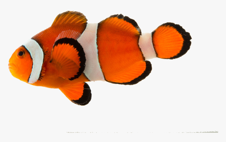 Clown Fish Png Background - Fish Png Transparent Background, Png Download, Free Download