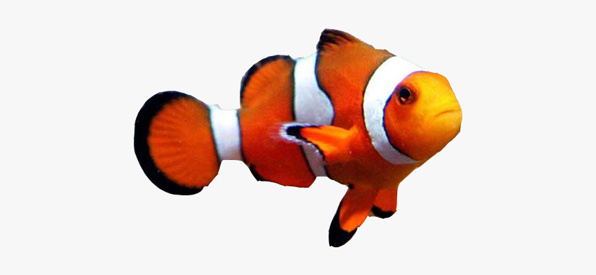 Goldfish Clownfish Aquarium Clown Loach - Clown Fish Transparent Background, HD Png Download, Free Download