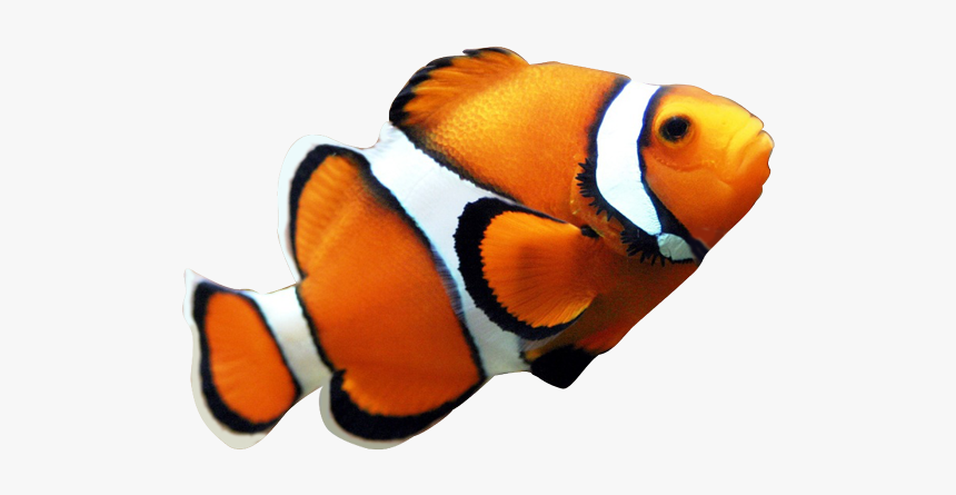 Angelfish Maroon Clownfish Clip Art - Transparent Background Clown Fish Png, Png Download, Free Download