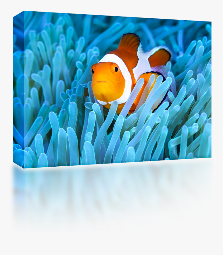 Transparent Clown Fish Clipart - Coral Reef Fish, HD Png Download, Free Download