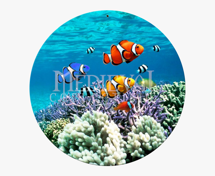 Coral Reef Biotic Factors, HD Png Download, Free Download