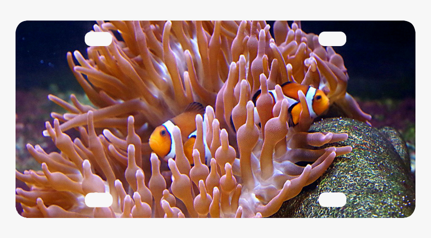 Coral And Clownfish Classic License Plate - 海 葵 和 小丑 鱼, HD Png Download, Free Download