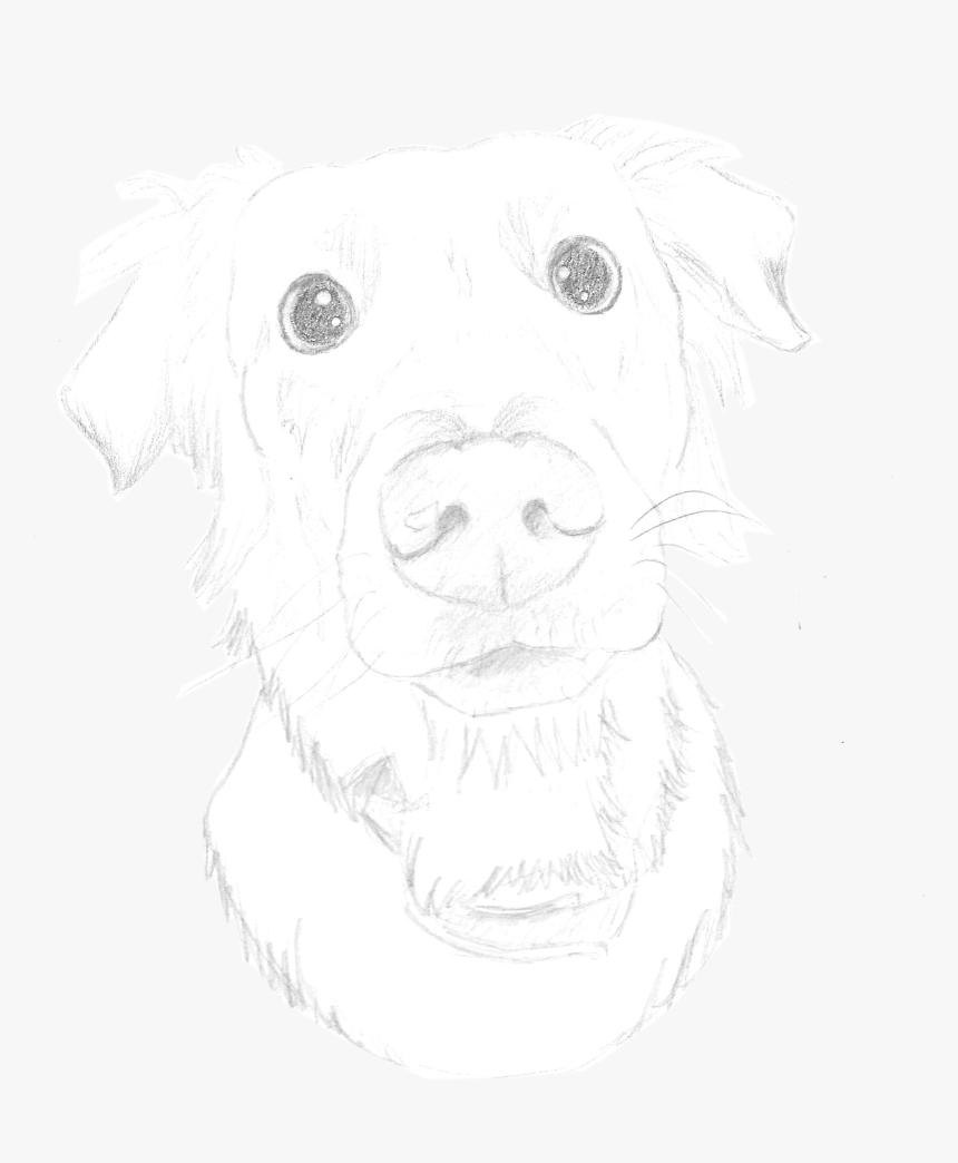 Pencil Sketch Of A Labrador - Illustration, HD Png Download, Free Download