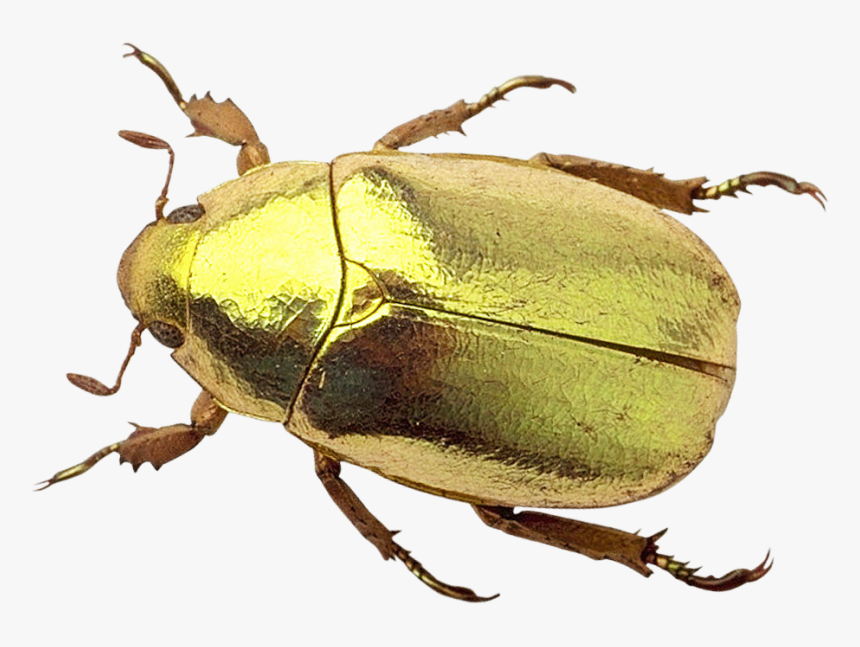 Beetle Png Image - Transparent Beetle Png, Png Download, Free Download