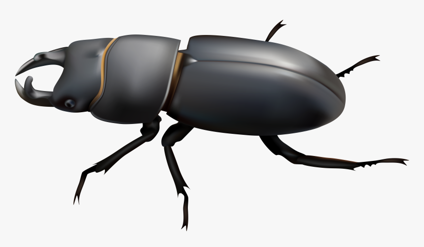 Beetle Png Clip Art - Clip Art Dung Beetle, Transparent Png, Free Download