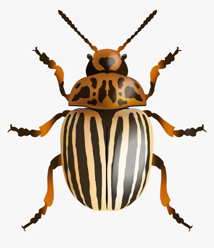 Beetle Png Clip Art Image, Transparent Png, Free Download