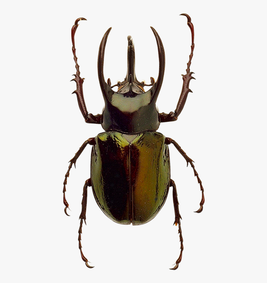 Beetle Png Image Beetle Color Palette - Transparent Background Rhinoceros Beetle Png, Png Download, Free Download
