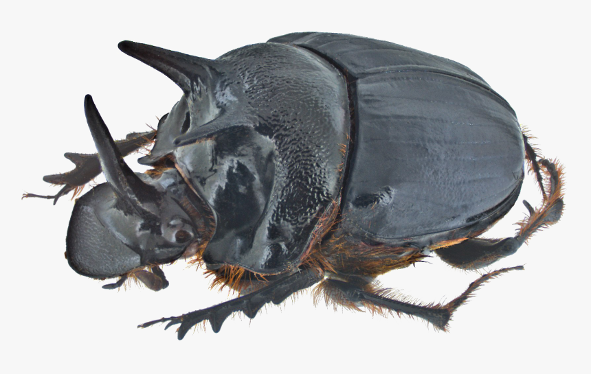 Dung Beetle Png Transparent Image - Rhino Beetle Eyes, Png Download, Free Download