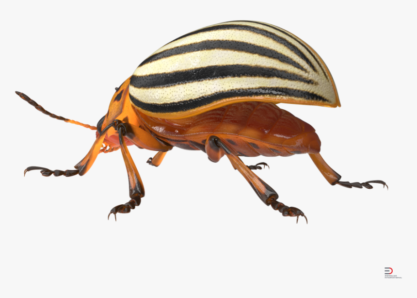 Colorado Potato Beetle Png, Transparent Png, Free Download