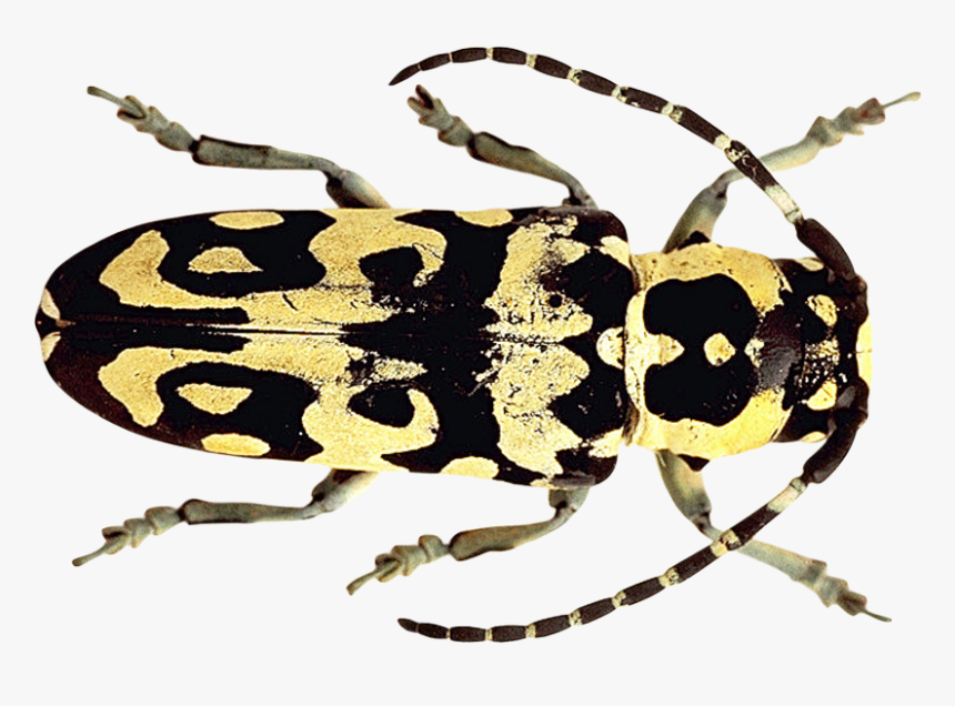 Stone Png Transparent Image - Beetle, Png Download, Free Download