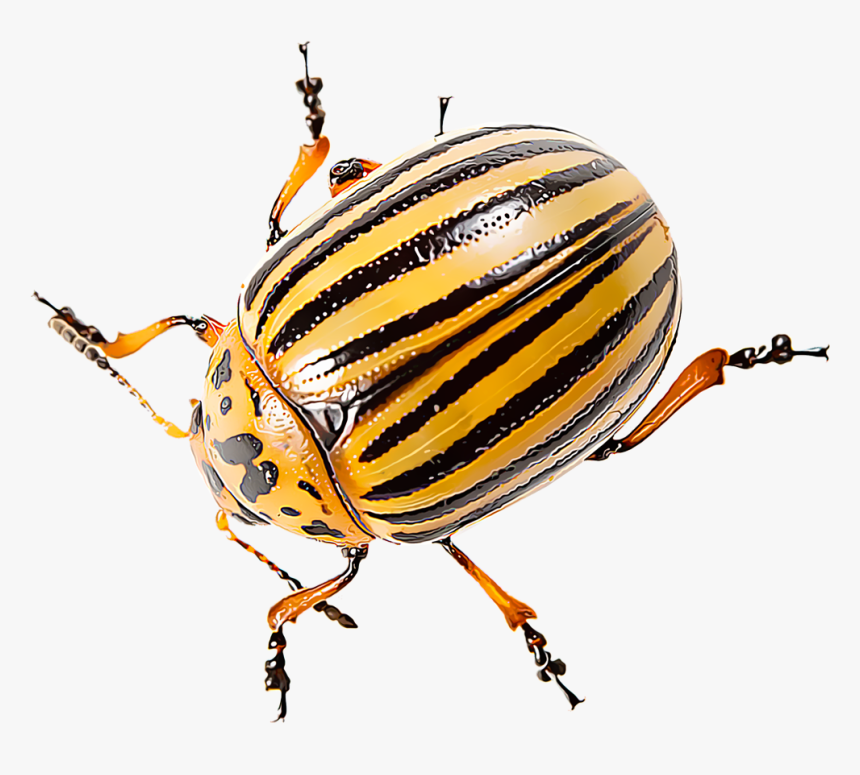 Transparent Bugs Beetle - Significado De Beetles En Español, HD Png Download, Free Download