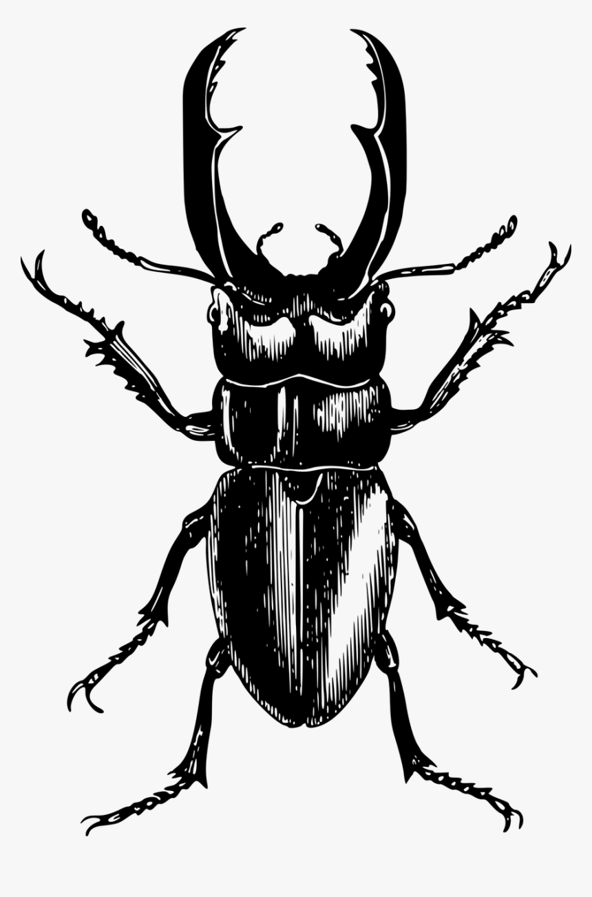 Beetle Drawing, HD Png Download, Free Download