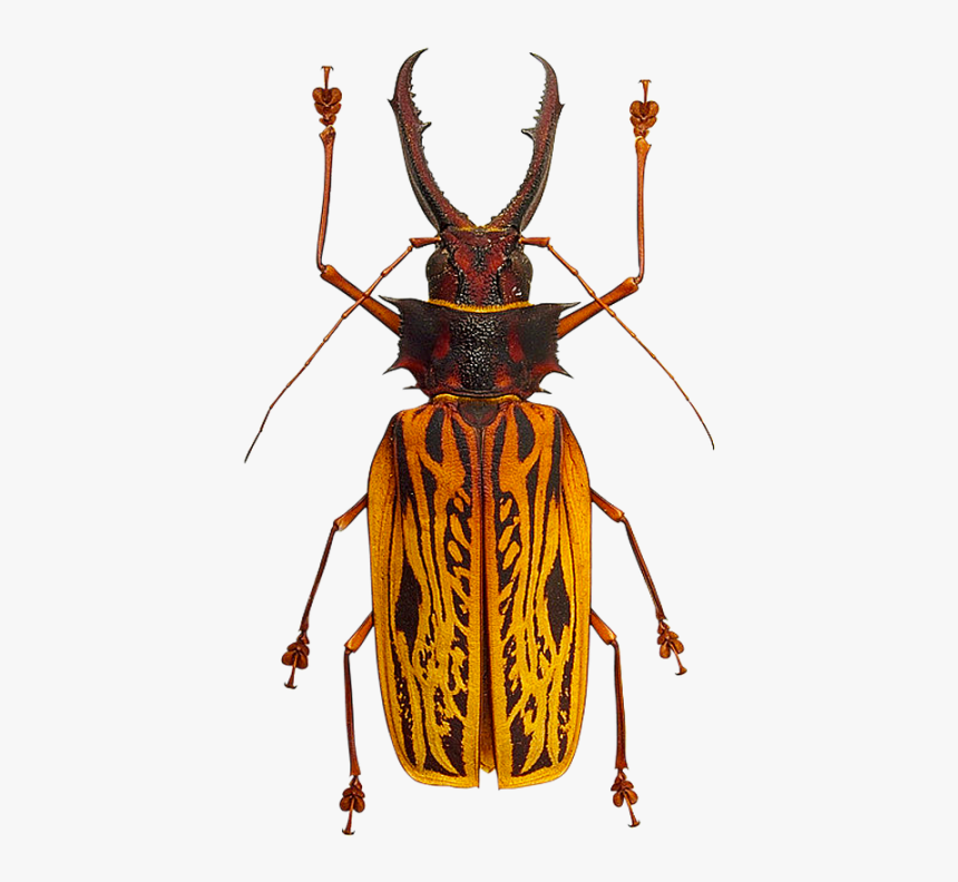 Longhorn-beetle, HD Png Download, Free Download