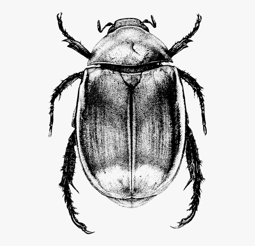 Monochrome Photography,dung Beetle,invertebrate - Scarab Beetle Drawing, HD Png Download, Free Download