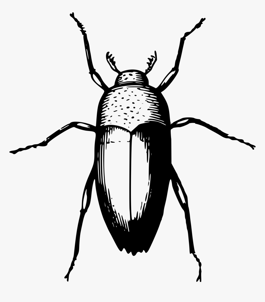 Animal Beetle Bug Insect Png Image - Woke Up Like This Gregor Samsa, Transparent Png, Free Download