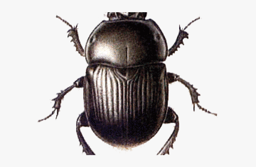 Beetle Png Transparent Images - Caracteristicas Del Escarabajo Pelotero, Png Download, Free Download