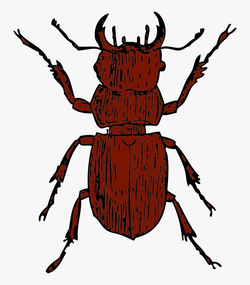 Vw At Getdrawings Com - Stag Beetle Clipart, HD Png Download, Free Download