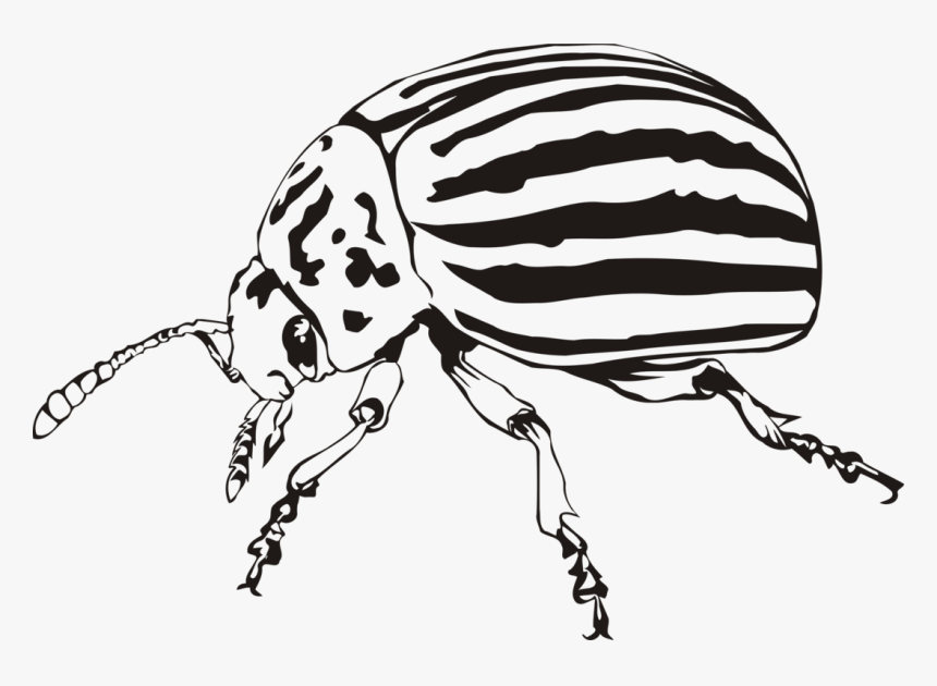 Monochrome - Colorado Potato Beetle Drawing, HD Png Download, Free Download