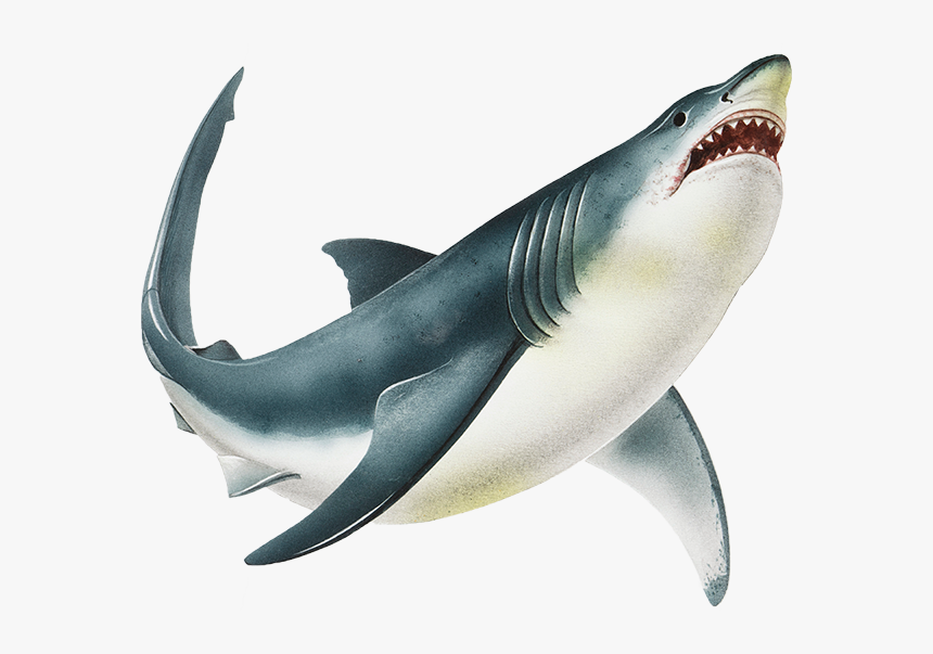 Shark Png Image Transparent Background - Transparent Background Shark Png, Png Download, Free Download