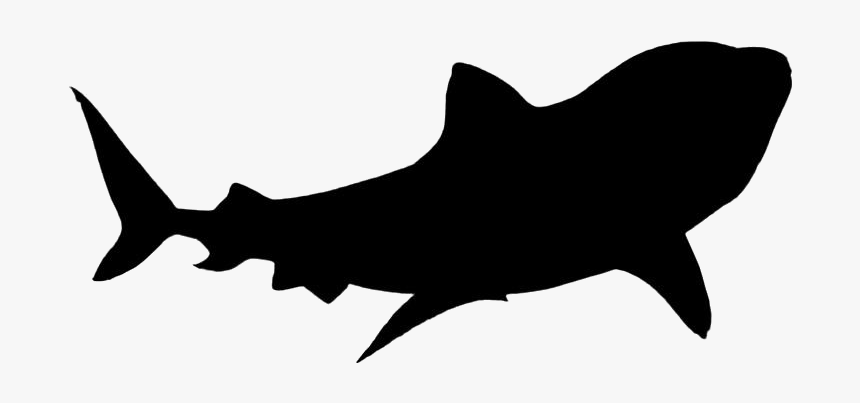 Shark Png Hd Images, Stickers, Vectors - Real Shark White Background, Transparent Png, Free Download