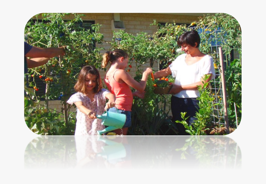 Family Planting Vegetables In The Garden, HD Png Download, Free Download