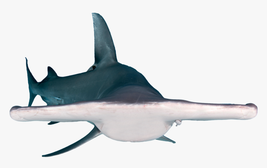 Bronze Hammerhead Shark - Requiem Shark, HD Png Download, Free Download