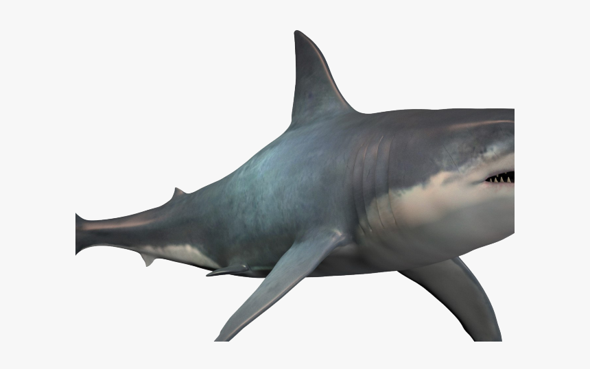 Shark Png Transparent Images - Shark Real, Png Download, Free Download