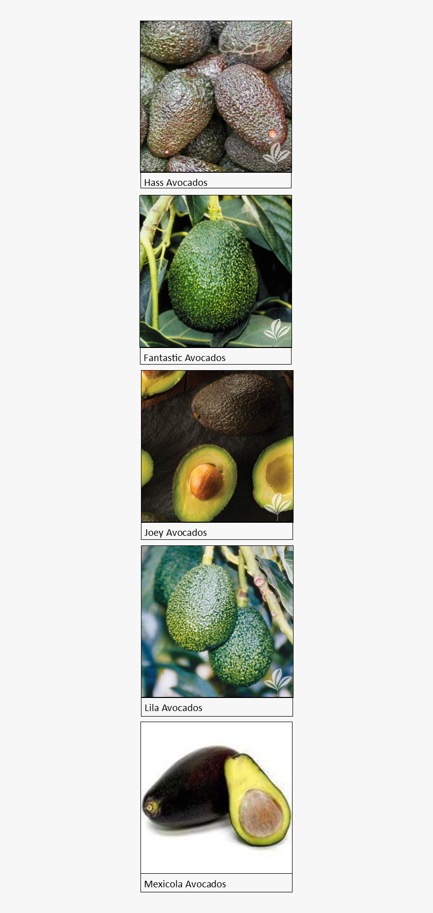 Lila Avocado, HD Png Download, Free Download